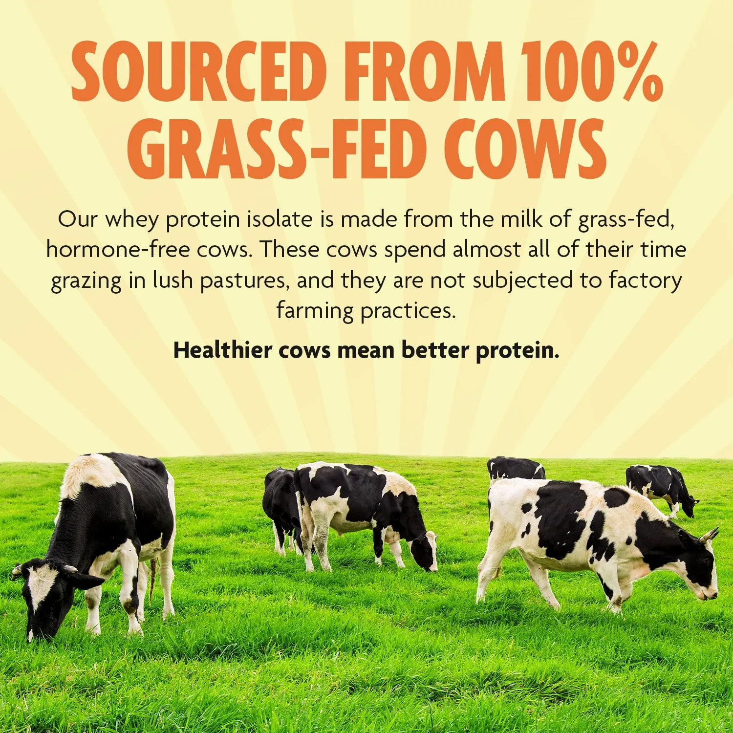 Grass-Fed Whey Protein Isolate - Pure, Natural, High Protein