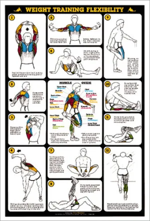 Weight Training Flexibility Stretching Professional Fitness Wall Chart Poster - Fitnus Corp.